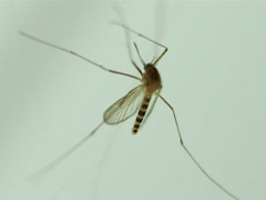 为什么夏天在开空调的房间里，蚊子不活跃？ 