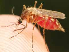 家住一楼，蚊子特别多，有什么有效的驱蚊方式？ 