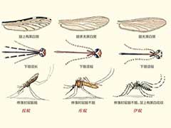 为什么会有蚊子这种生物存在？ 