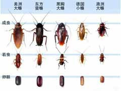 什么牌子的杀虫剂杀蟑螂比较好用？ 