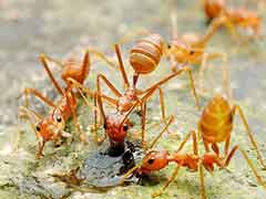 如何治理家里的蚂蚁？ 