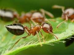 如何去除家中的小红蚂蚁？ 