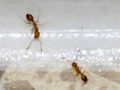 为什么床上无缘无故有小蚂蚁？ 