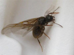 带翅膀的黑蚂蚁是什么？ 