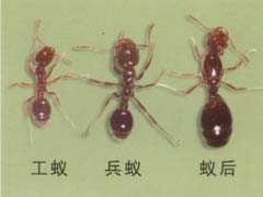 家里有蚂蚁,如何可以彻底清除？