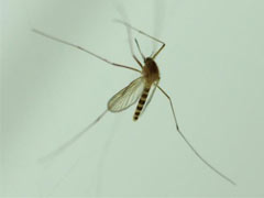 怎样预防被蚊子咬？ 