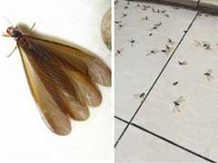 房间里有一堆会飞的白蚁怎么办？