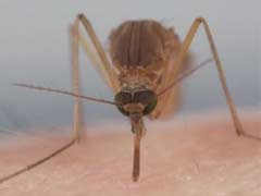 为什么一只蚊子要咬很多个包而不是盯着一个地方吸血？