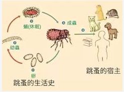 房间里很多跳蚤，身 