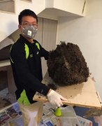  家有白蚁怎么办 