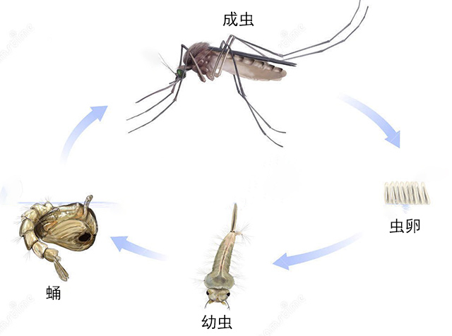蚊虫的生活周期