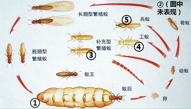 白蚁家族成员