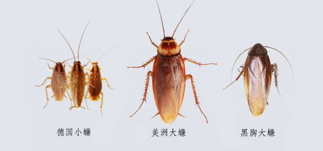 家庭常见蟑螂的种类