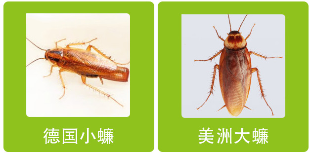 小蟑螂（左）大蟑螂（右）