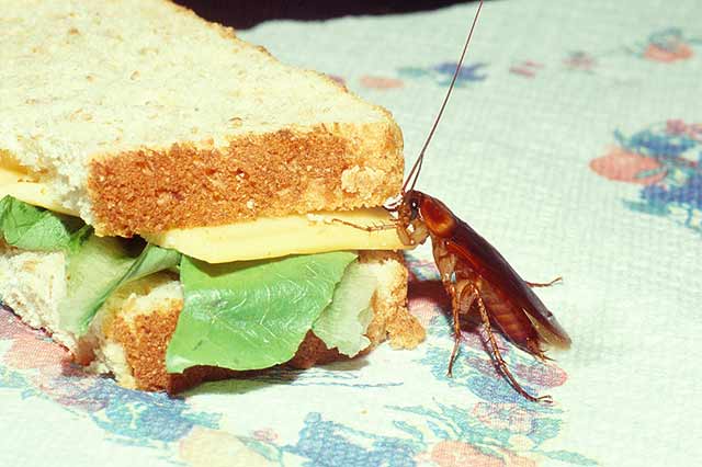 蟑螂偷食食物