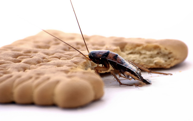 蟑螂偷吃食物