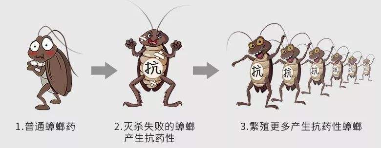 蟑螂药的毒性不够，只会让蟑螂产生抗药性