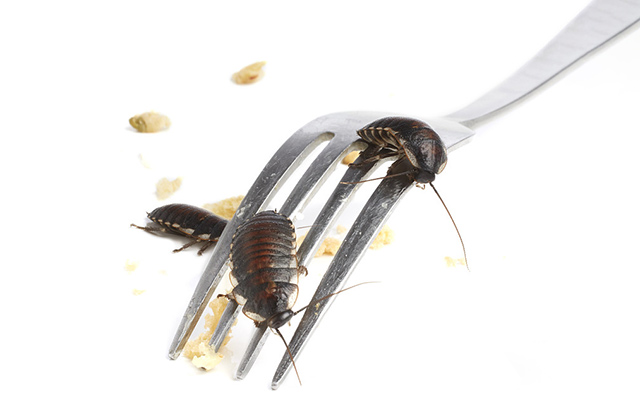 蟑螂偷吃食物残渣