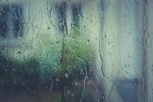 梅雨季节马陆来袭