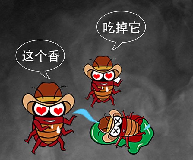 蟑螂分食同伴的尸体