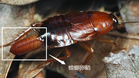 蟑螂卵鞘