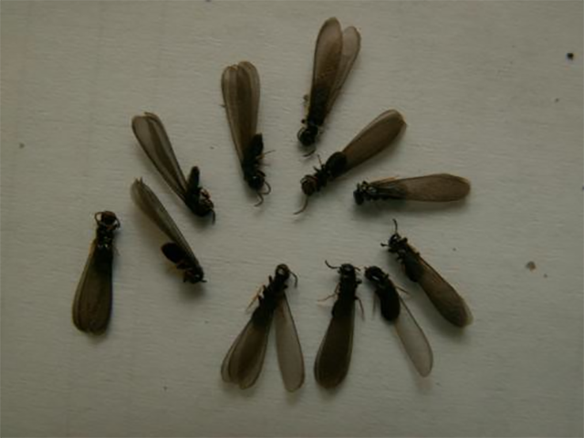 黑胸散白蚁触角类型图片