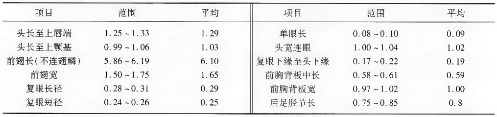 6头翅螱的度量