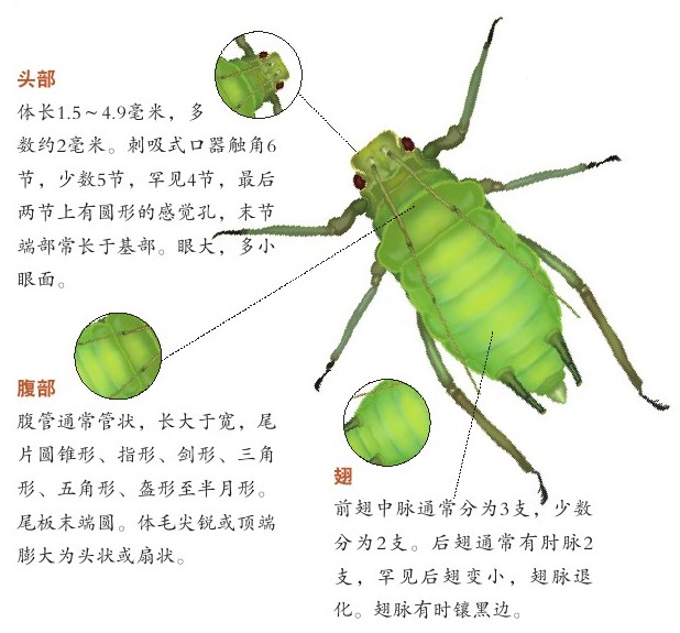 蚜虫
