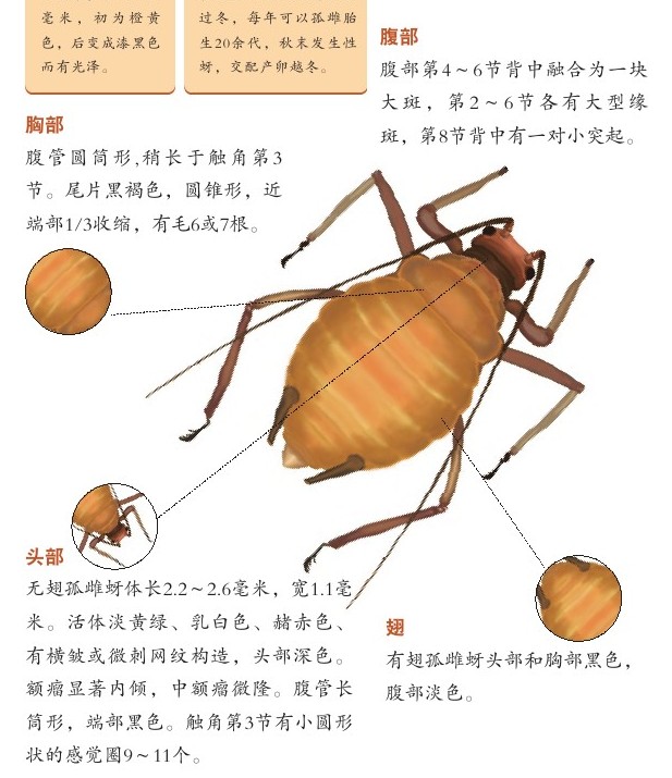 腻虫
