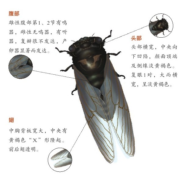 蚱蝉Cryptotympana atrata