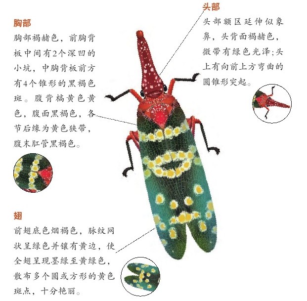 龙眼鸡Fulgor candelaria
