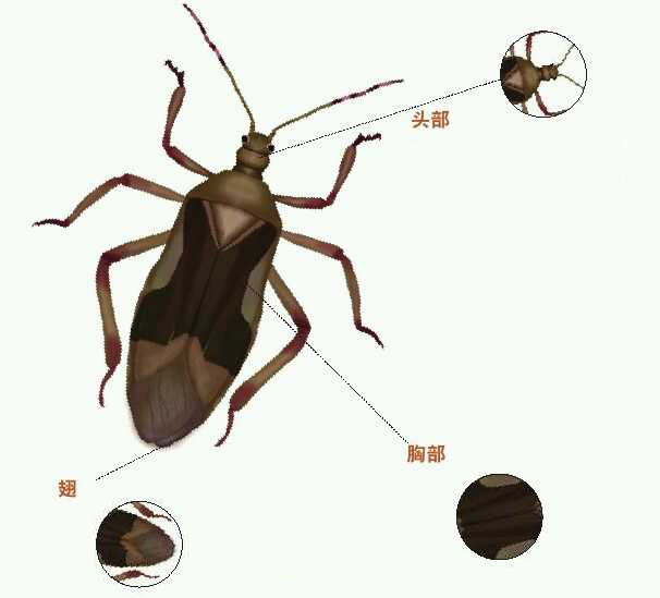 樟颈曼盲蝽虫