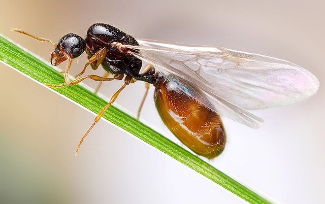 长翅膀的蚂蚁