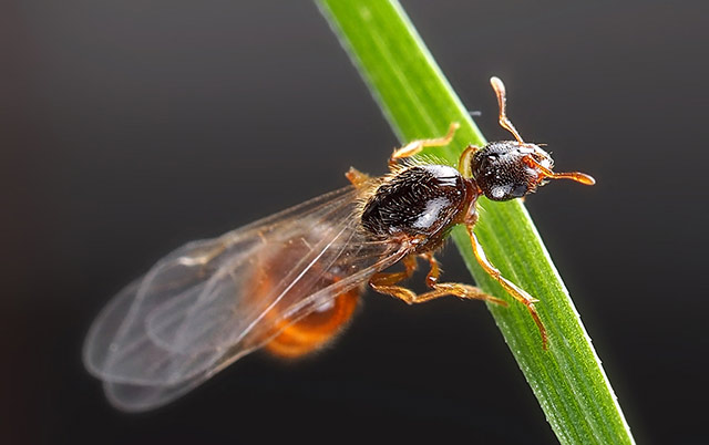 长翅膀的蚂蚁