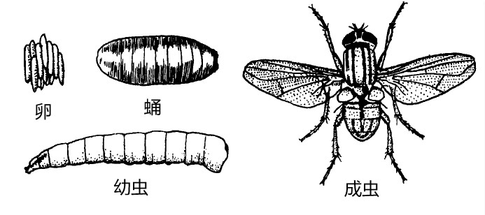 家蝇的形态特征