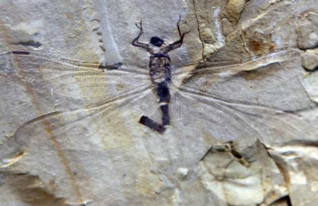 太古时期大蜻蜓化石