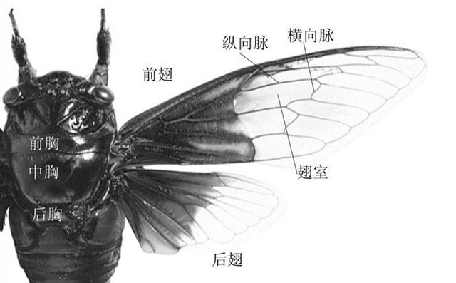 蟋蟀身体结构图片