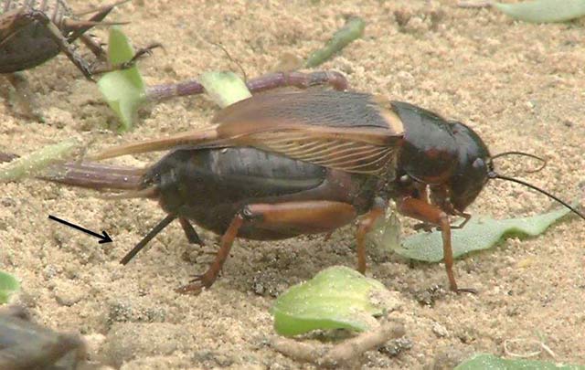 田野地头的蟋蟀筑巢图片