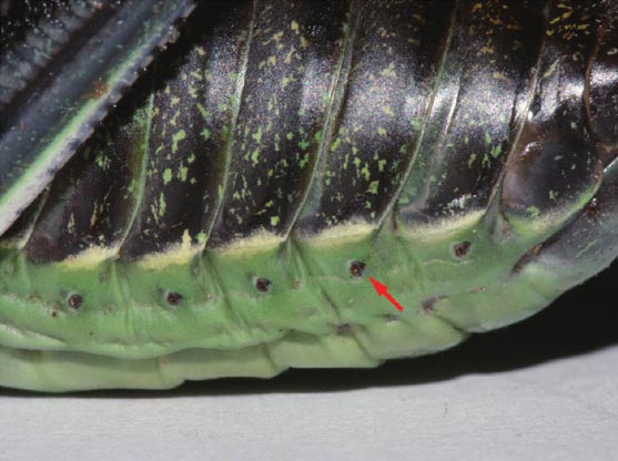螽斯成虫腹侧气门（箭头所指）