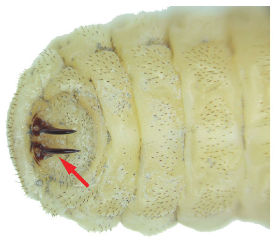 水叶甲幼虫腹端的气门钩（箭头所指）