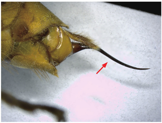 马蜂的毒针图片图片