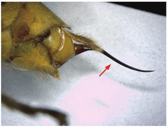 胡蜂的毒针（箭头所指）
