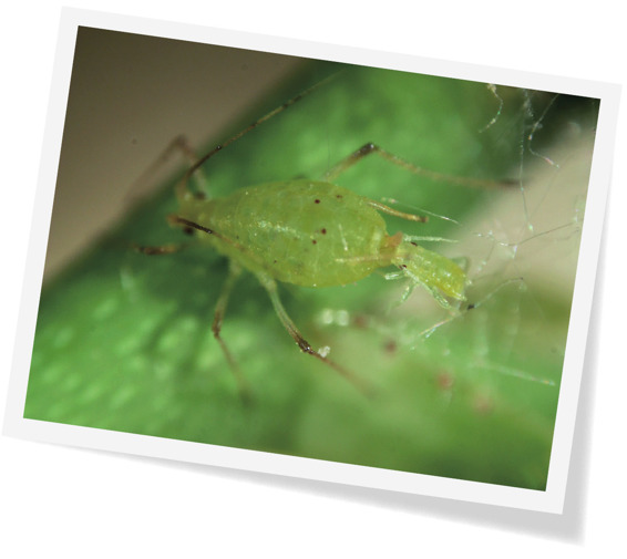蚜虫孤雌生殖图（正在产若蚜） 