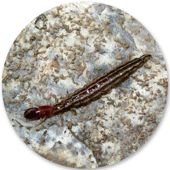 盲蛇蛉的幼虫