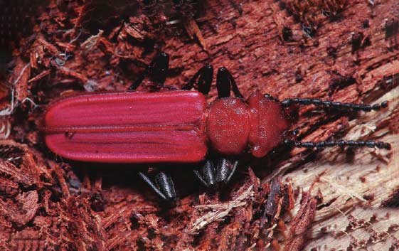 红扁甲的成虫