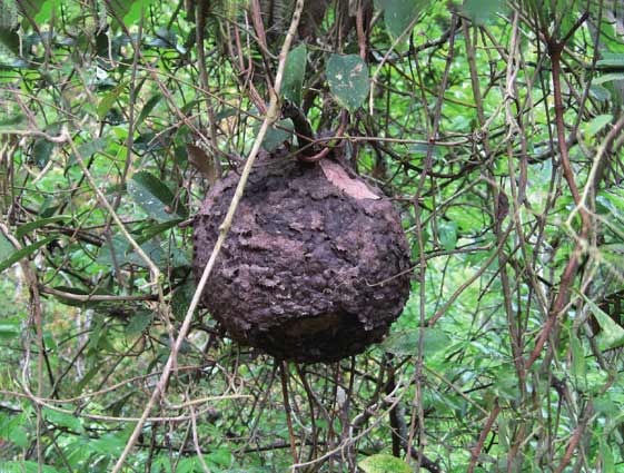 热带树上的蚂蚁巢