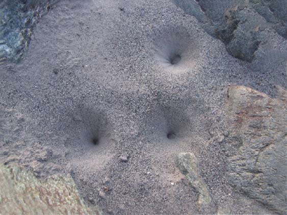 蚁蛉幼虫的巢用来捕捉猎物