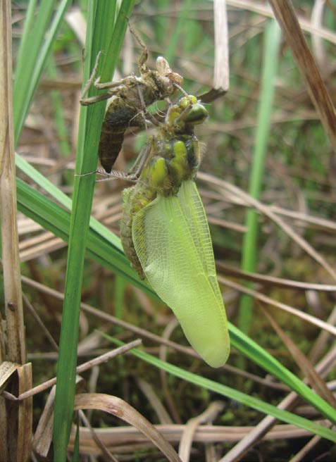 蜻蜓羽化 