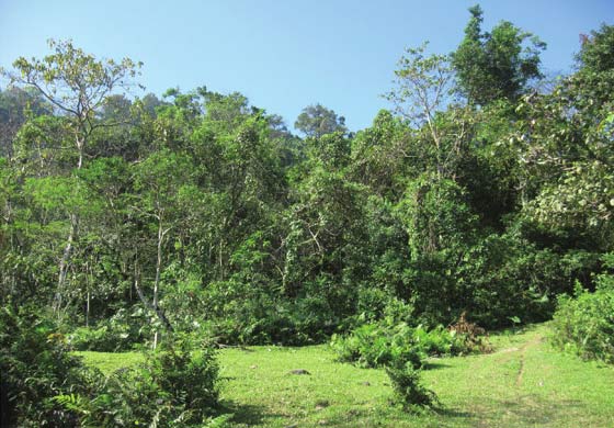 热带森林内承载着众多的昆虫种类 