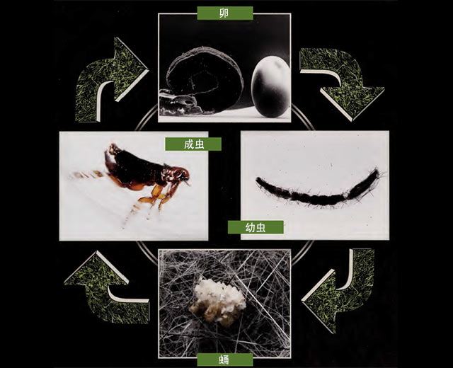 跳蚤的生命周期
